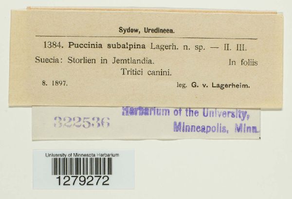 Pucciniaceae image