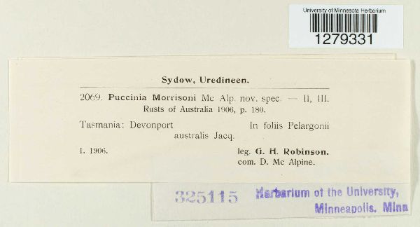 Puccinia morrisoni image