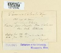 Puccinia phlomidis image