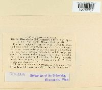 Puccinia phlomidis image