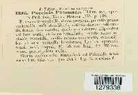 Puccinia phlomidis image