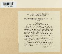 Pucciniastrum potentillae image