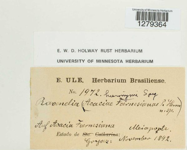 Ravenelia hieronymi image