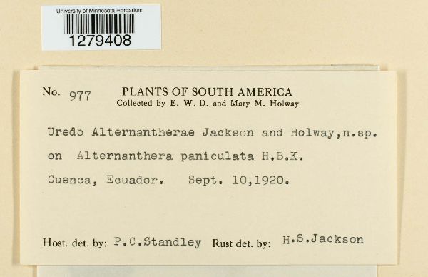 Uredo alternantherae image