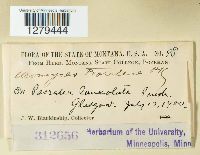 Uromyces psoraleae image