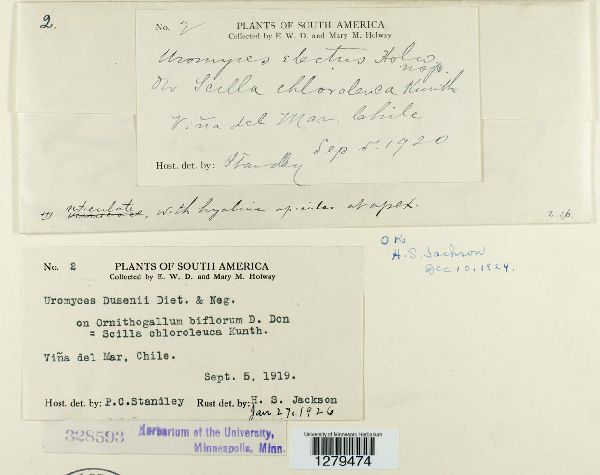 Uromyces dusenii image