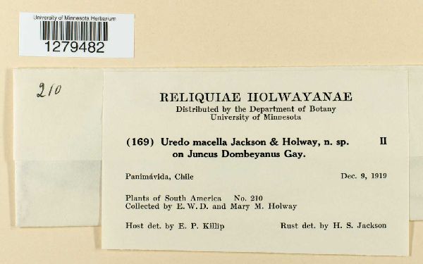 Uromyces occultus image