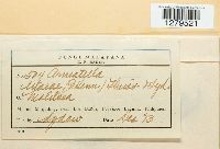 Armatella litseae image