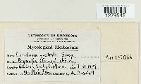 thumbnail image of current specimen