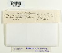 Caeoma pinitorqum image