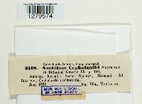 Aecidium cephalanthi image