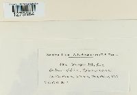 Cercospora apii image