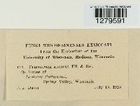 Passalora antipus image