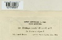 Ustilago hordei image