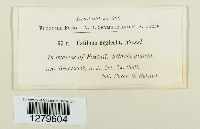 Macalpinomyces neglectus image