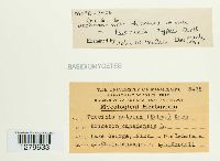 Puccinia cyperi image