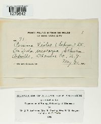 Puccinia violae image