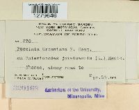 Puccinia urbaniana image