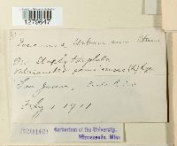 Puccinia urbaniana image