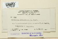 Puccinia urbaniana image