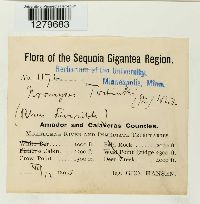 Pileolaria terebinthi image