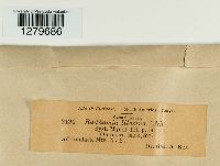 Media resource of Badhamia lilacina