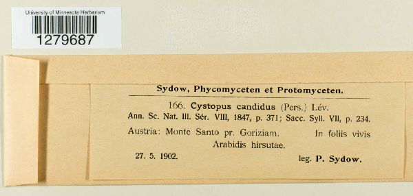 Albugo candida image