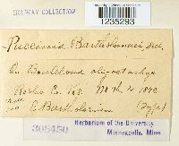 Puccinia chloridis image