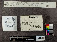 Lepiota rubrotincta image