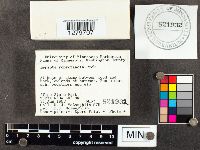 Lepiota rubrotincta image