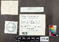 Armillaria mellea image