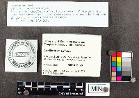 Armillaria sinapina image