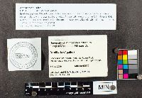 Armillaria gallica image