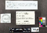 Armillaria gallica image