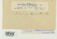 Puccinia tanaceti image