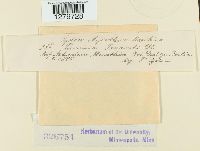 Puccinia tanaceti image