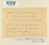 Puccinia tanaceti image