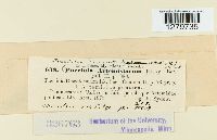 Puccinia tanaceti image