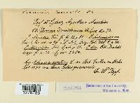 Puccinia tanaceti image