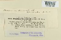 Puccinia tanaceti image