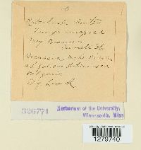 Puccinia tanaceti image