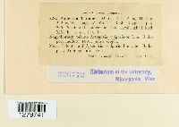 Puccinia tanaceti image