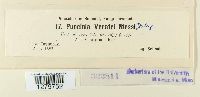 Puccinia veratri image