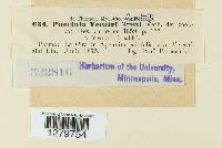 Puccinia veratri image