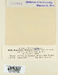 Puccinia veratri image