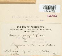 Uromyces polygoni-aviculariae image