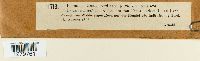 Lichenoconium usneae image