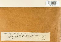Lichenoconium usneae image