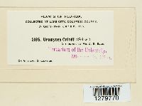 Uromyces caladii image