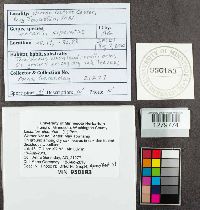 Lactarius piperatus image